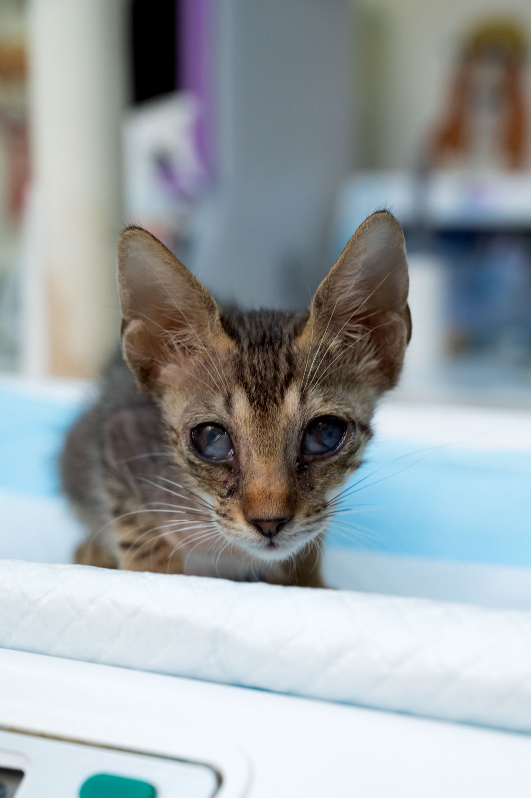 Ein blindes Katzenbaby namens Marcel