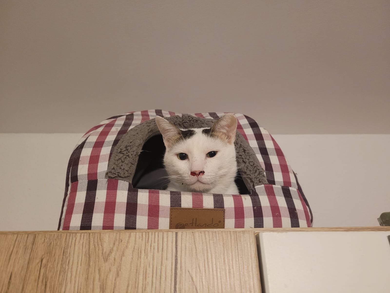 WhatsApp Image 2025-11-20 at 09.50.09