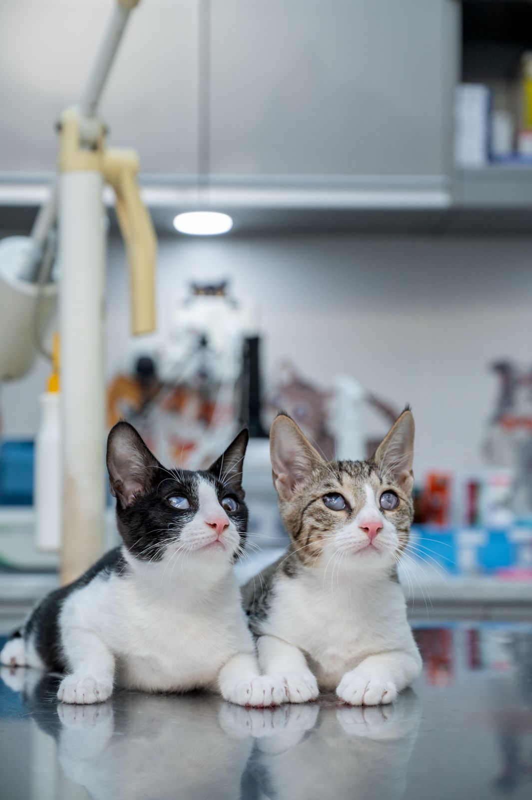 Zwei blinde Straßenkatzen